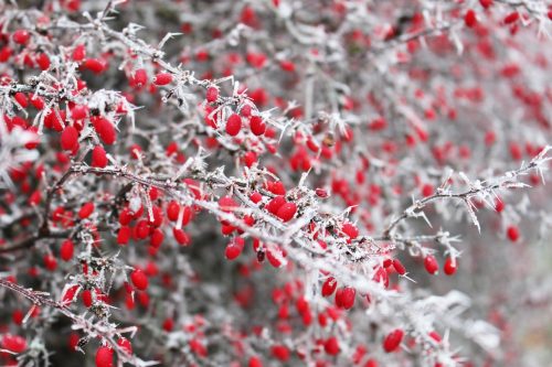 How Winter Can Be A Magical Time For Gardens